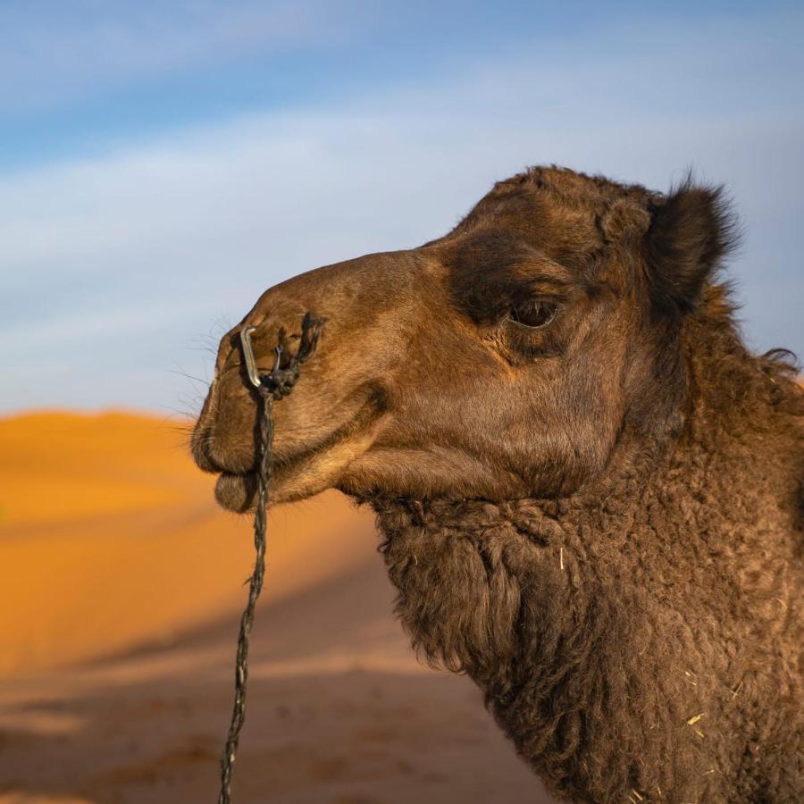 Authentic Desert Luxury Camp Merzouga Luaran gambar